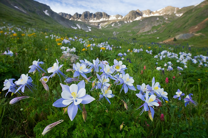 Sunrise above fields of wildflowers, including Columbine, in American Basin.