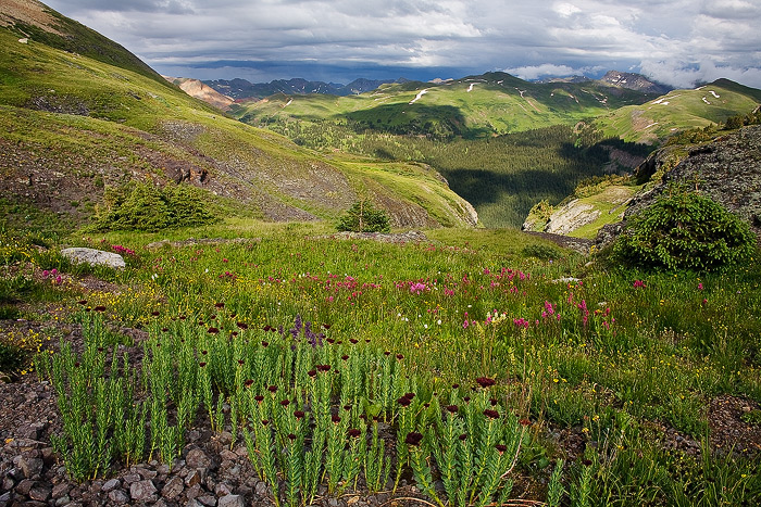 Kings Crown dominate the foreground wildflower show in Porphyry Basin.