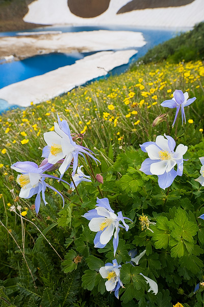 Summer fields of wildflowers, including these Columbine, flourish above the striking blue of Green Lake.