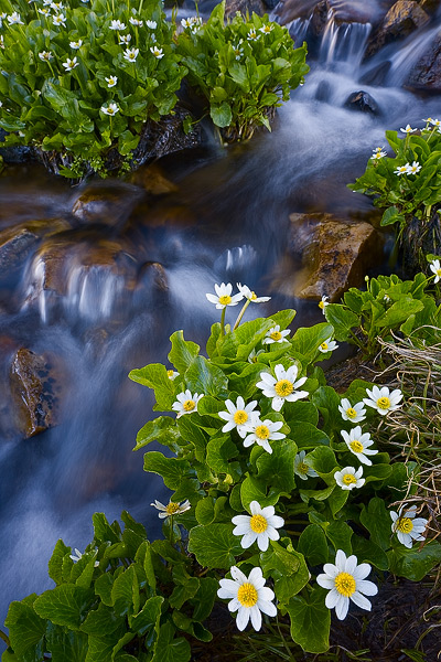 Summer Marigold alongside this small cascade in the Snowy Range of Wyoming.