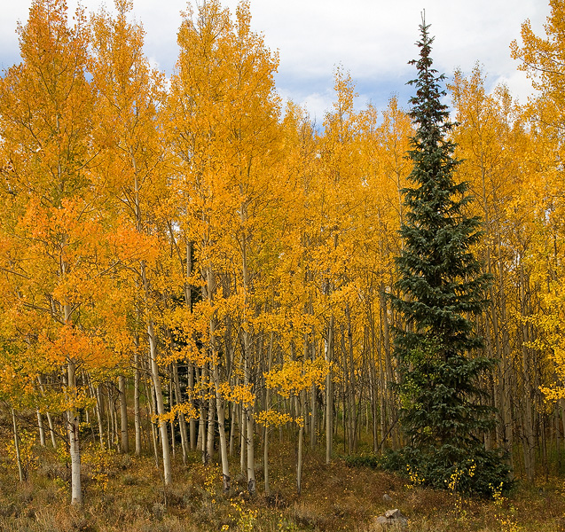 Aspens put on their annual autumn show in Castle Creek Valley, Colorado.