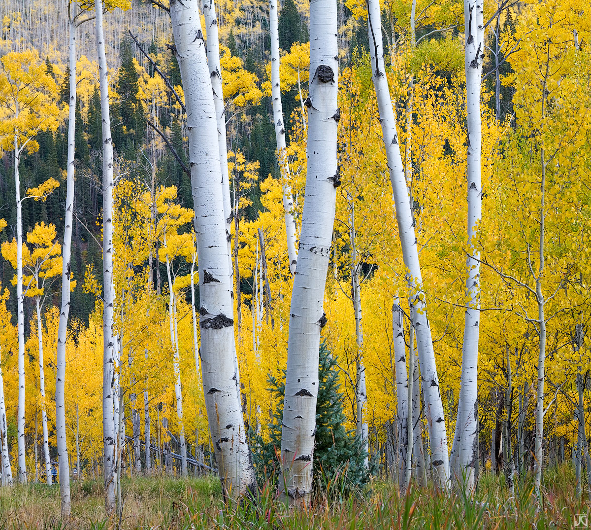 The glow of the brilliant yellow and gold hues of the aspen leaves provide a nice backdrop for these v shaped aspen boles in...