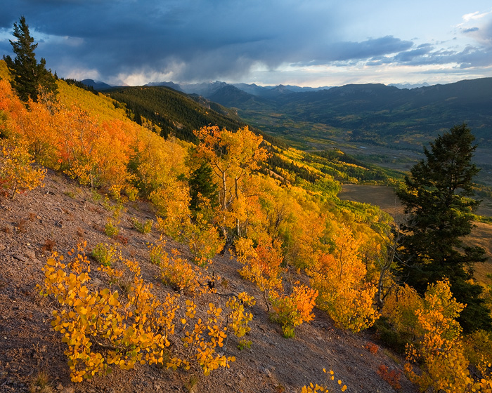 The last light of the day creates an unbelievable glow on this hillside above the Big Cimarron Valley in the San Juan Mountains...