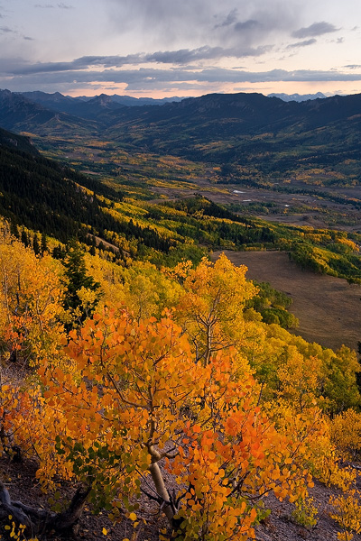 These young aspen trees are at their peak color high above the Big Cimarron Valley, as many far below are just starting their...
