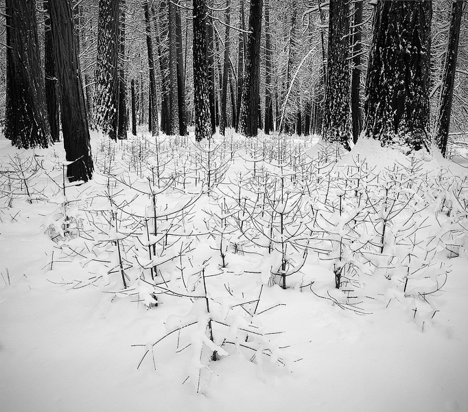 Small trees emerge from a Christmas Day dumping of snow in Yosemite Valley, forming a great foreground for the taller forest...