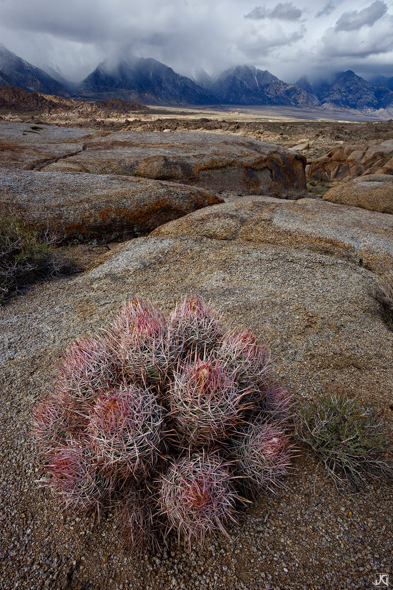 A barrel cactus survives in the desert climate of the Eastern Sierras, as the Sierra Nevada Mountians cast a rain shadow to the...