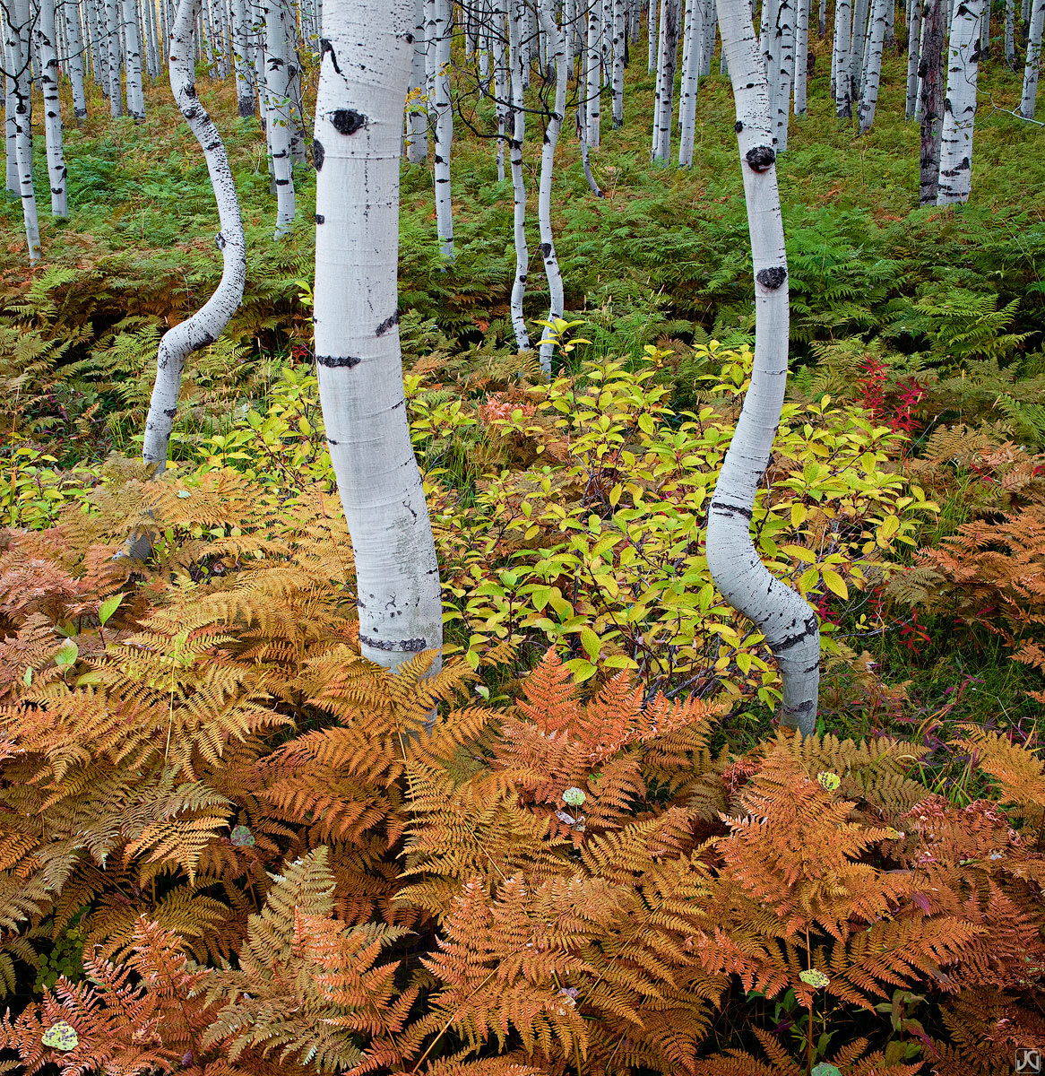Aspen trees in their autumn hues, share the stage with the vibrant ferns near McClure Pass.&nbsp;