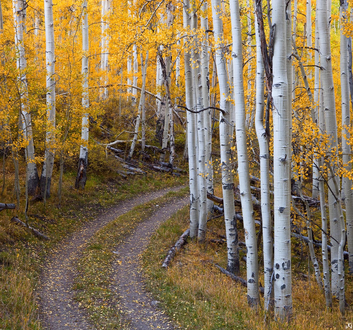 There are lots of great little roads and two track trails that wind through the aspen forests in the mountains of Colorado. During...