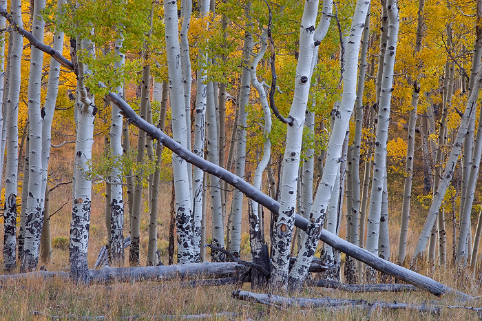 Near Last Dollar Road in the San Juan Mountains of Colorado lies a great forest of aspen that spans for miles and miles. I love...