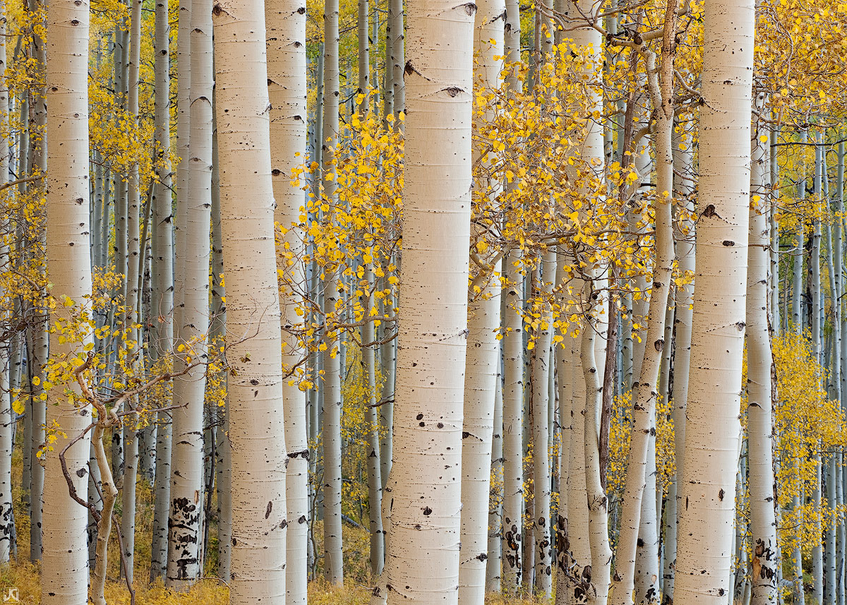 After searching for about a week, I found a healthy aspen forest in the autumn of 2009. During that fall most of the aspens in...