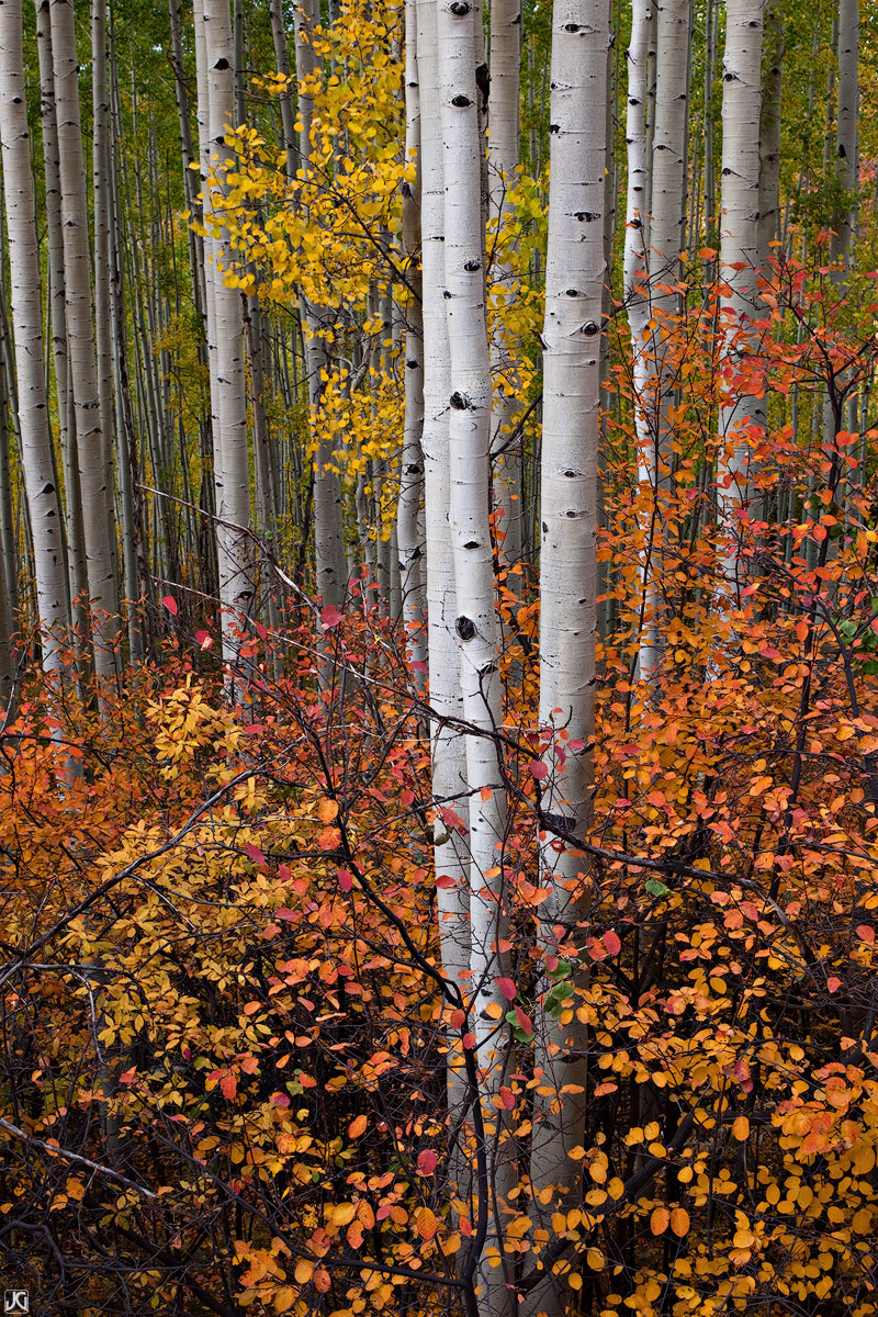 These aspen trees in their autumn colors seem to rise out from the colorful underbrush along Last Dollar Road in the San Juan...