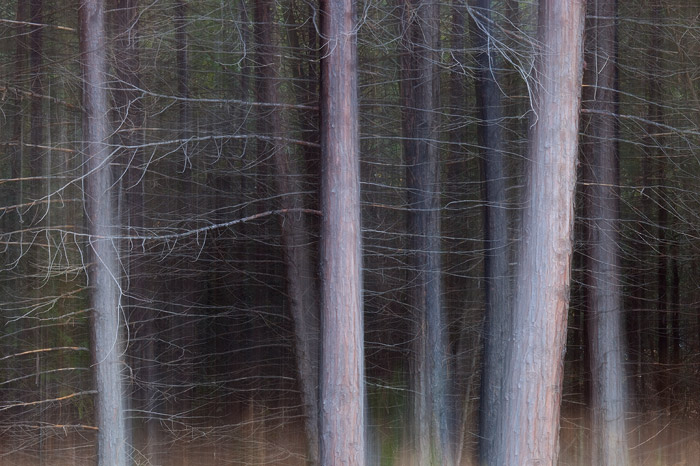 Scared, scary and ghostly looking trees in a forest in Yosemite Valley.