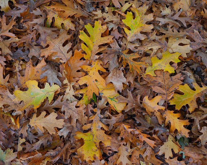 Autumn leaves from nearby oak trees gather to form a fall carpet throughout Yosemite Valley.