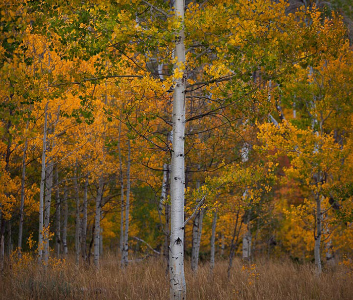 Early autumn morning in southern Wyoming.