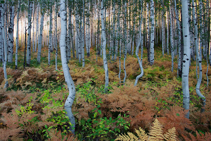 Ferns and aspen in full autumn colors.