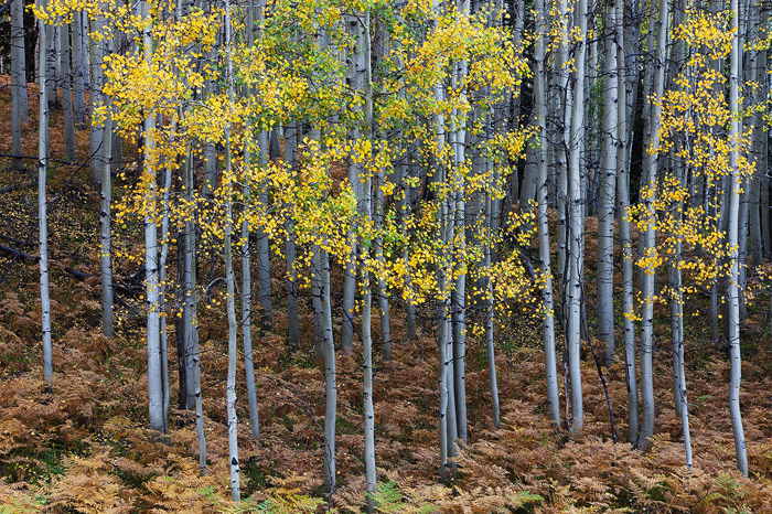 Autumn near Kebler Pass in the Gunnison National Forest. Ferns and aspen trees show off their fall colors.