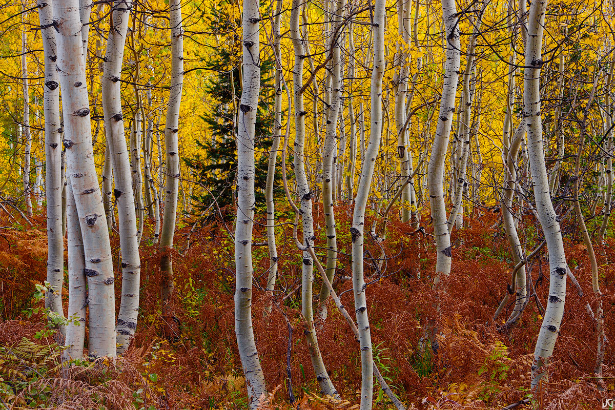 These autumn aspen trees near Kebler Pass seem to dance upward from the vibrant colors of the ferns below.&nbsp;