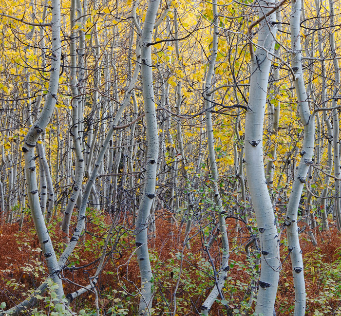 Autumn near Kebler Pass in the Gunnison National Forest, where the ferns can turn vibrant colors and the curved &nbsp;aspen trees...