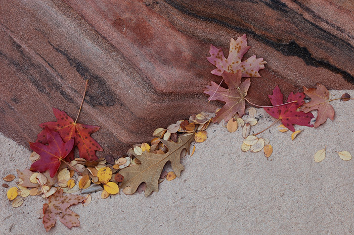 Autumn leaves from nearby trees and bushes, including red maple leaves, line the dry wash and red sandstone in Zion National...