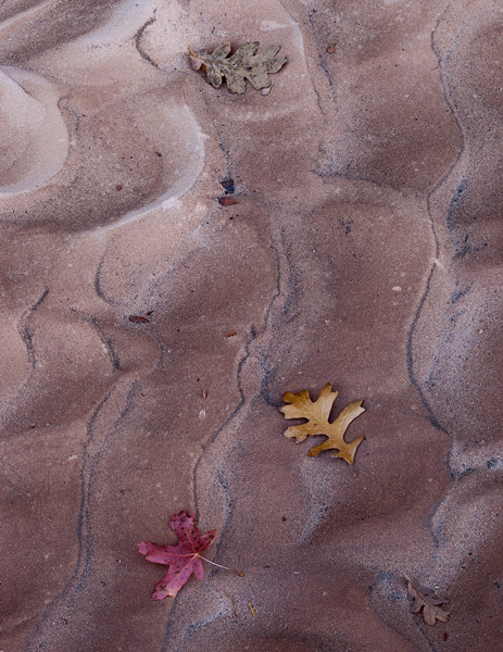 Zion, Utah, leaf, fall, autumn, sand