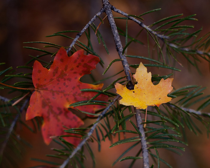 Utah, Zion, fall, autumn, leaf