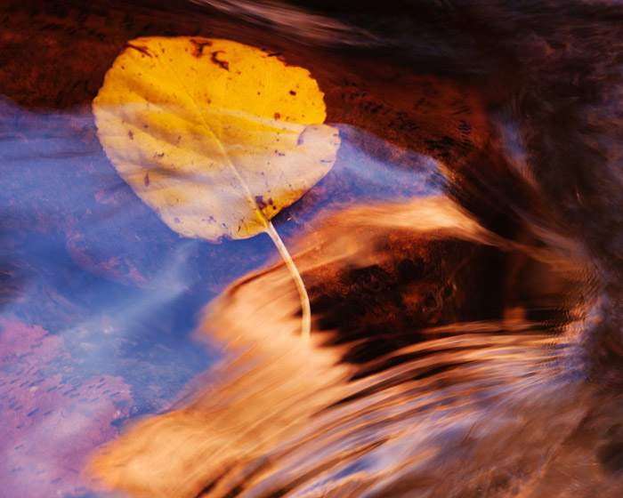 Utah, Zion, fall, autumn, leaf