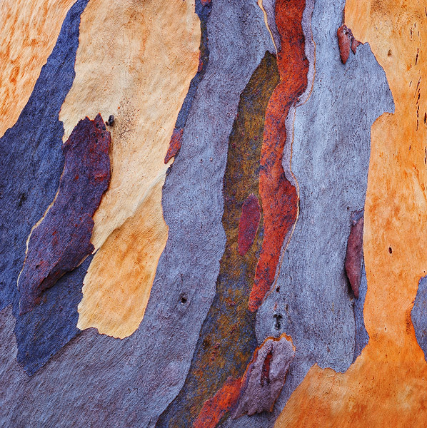 Eucalyptus bark on the campus of UCSD.