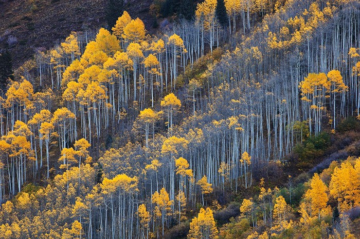 The hillside near Maroon Bells is bursting with the color of the autumn aspen trees.