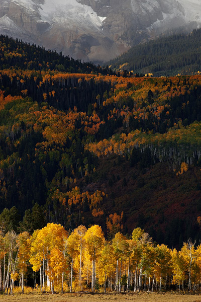 These brilliant autumn aspen stand out in the early morning light, while the hillsides of the Sneffels Range hide in the shadows...