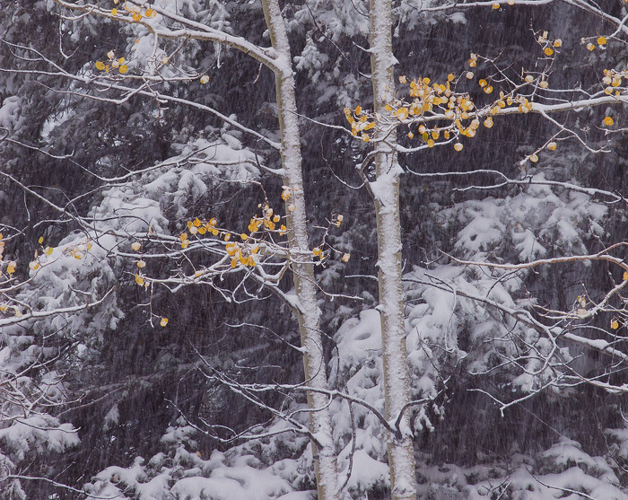 An autumn snow storm hits the San Juan Mountains, blanketing the aspen and pine forest below.