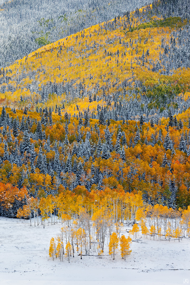 An autumn snow blankets aspen and evergreen trees near in the San Juan Mountains.