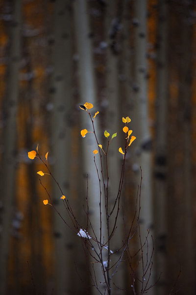 A young aspen sapling shows off its autumn colors in front of much older company in the San Juan Mountains.