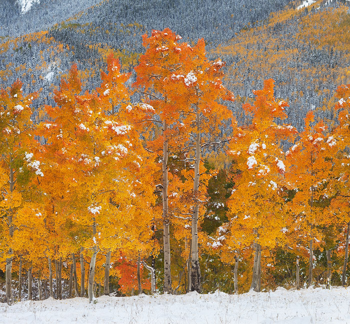 A cold, autumn snow storm dumps snow in the San Juan Mountains near Silver Jack Reservoir. While the snow was a great bonus to...
