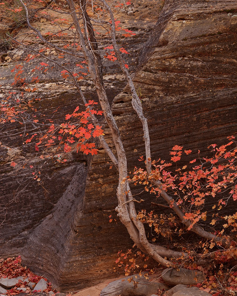 This young maple tree displays its beautiful autumn foliage in a small canyon in Zion National Park.