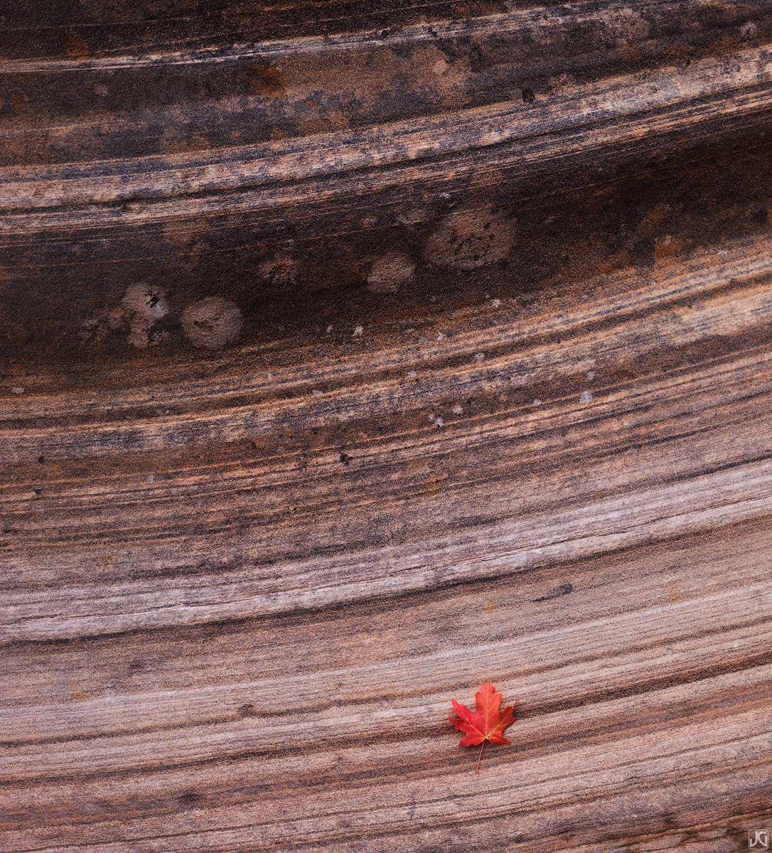 A lone maple leaf rests on sandstone along one of Zion's many side canyons.