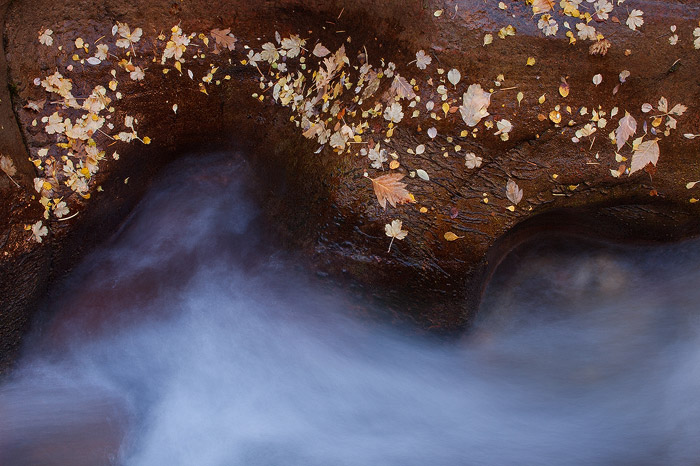 Autumn leaves line the bank of a small creek in Zion National Park.&nbsp;