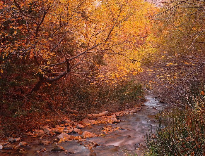 Autumn glow along the banks of this small stream in Zion National Park.