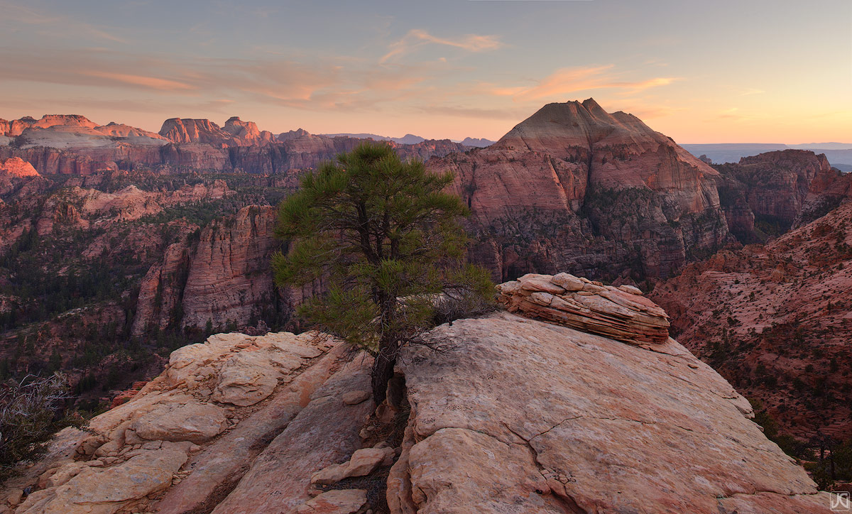 A lone pine grows in the crack of this sandstone shelf, overlooking the vastness of Zion's backcountry.&nbsp;