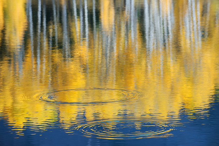 Aspen trees in their autumn glory reflect on this small lake in the San Juan Mountains.