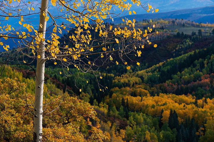 Colorado, aspen, autumn, tree, fall