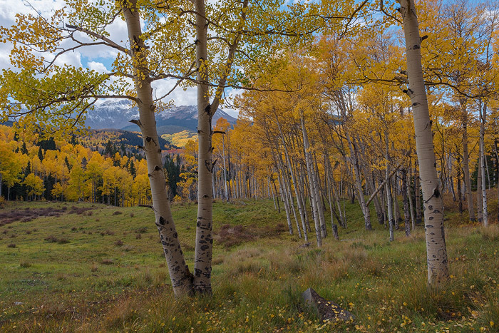 Colorado, aspen, autumn, tree, fall