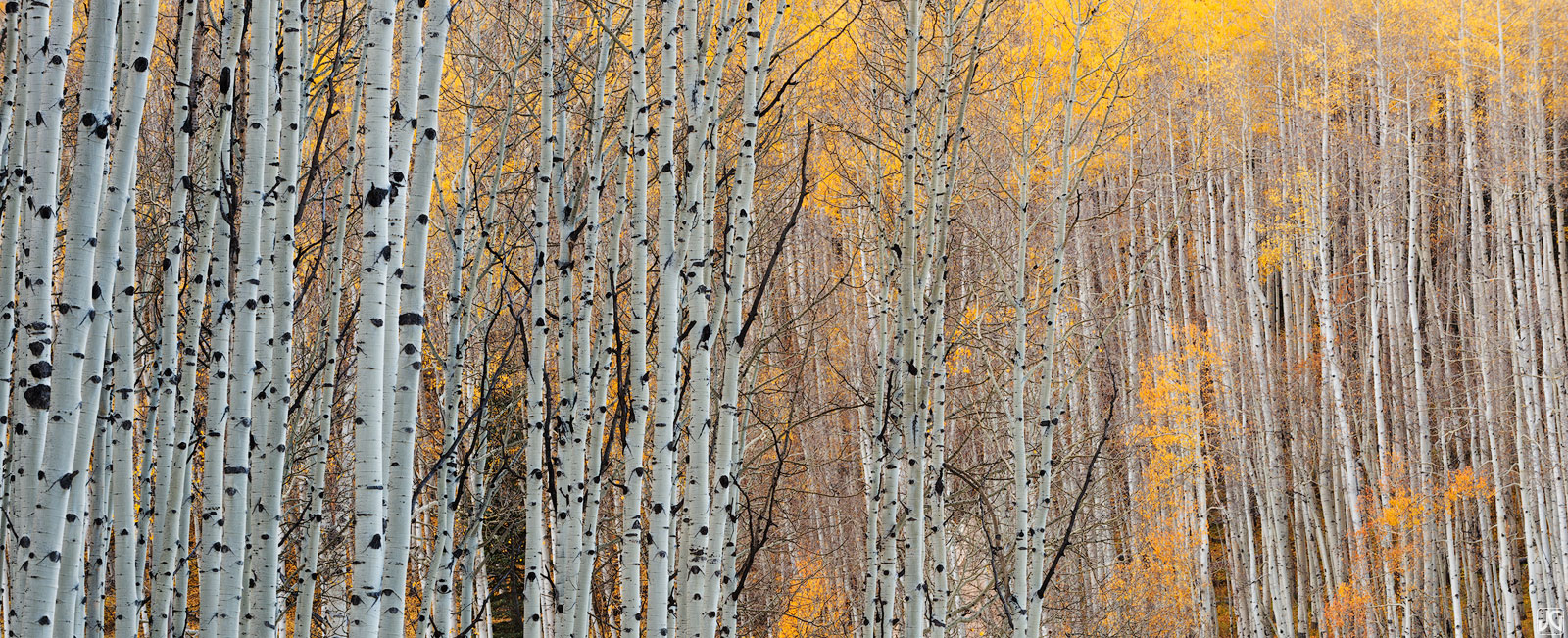 A gorgeous forest of aspen in the middle of autumn near the town of Telluride in the San Juan Mountains.
