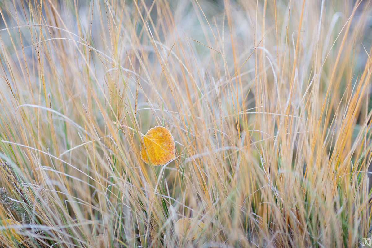 An early morning frost lingers in the shade of the aspen forest near Wilson Peak in the San Juan Mountains.&nbsp;