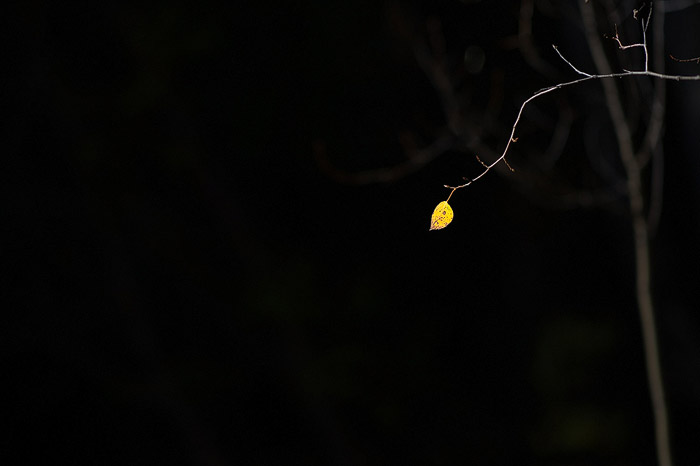 Autumn comes and goes quickly and this last leaf hangs on for another day.