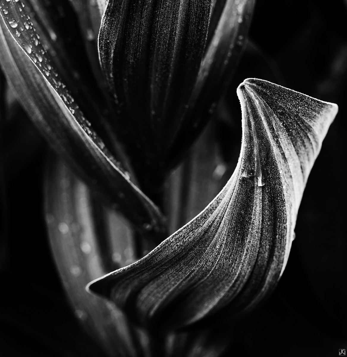 A mid summer corn lily in the late afternoon light displays it's graceful curves and textures.