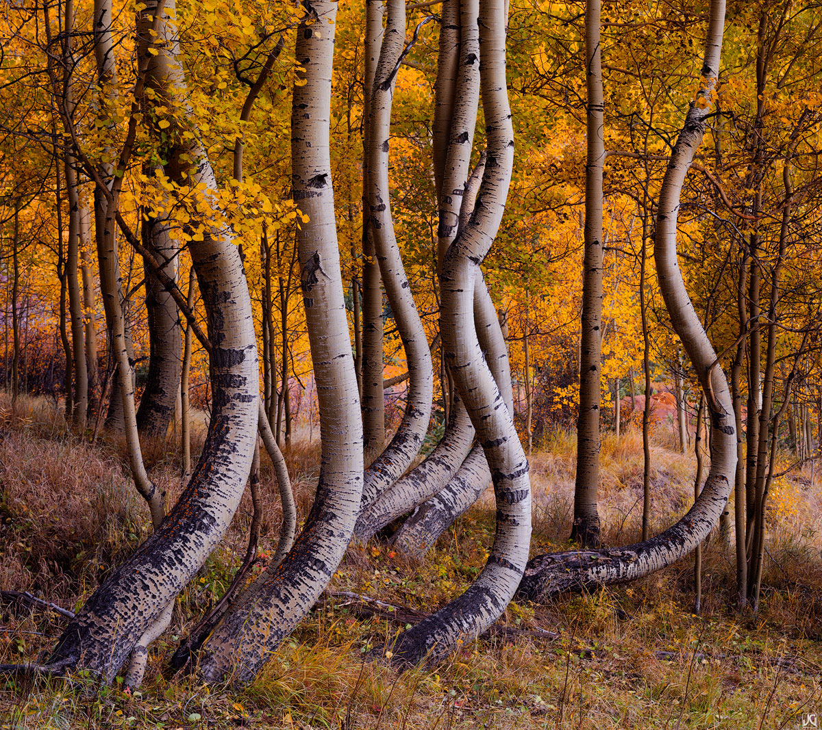 Shaped by snow and framed by fall colors, these aspen gracefully curve upwards towards the sky during the height of autumn