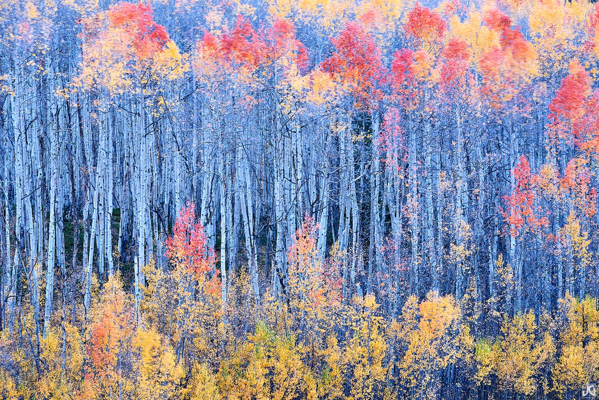 As the wind sways these the aspen trees from side to side, their leaves flutter and eventually fly off. Autumn is a great show...