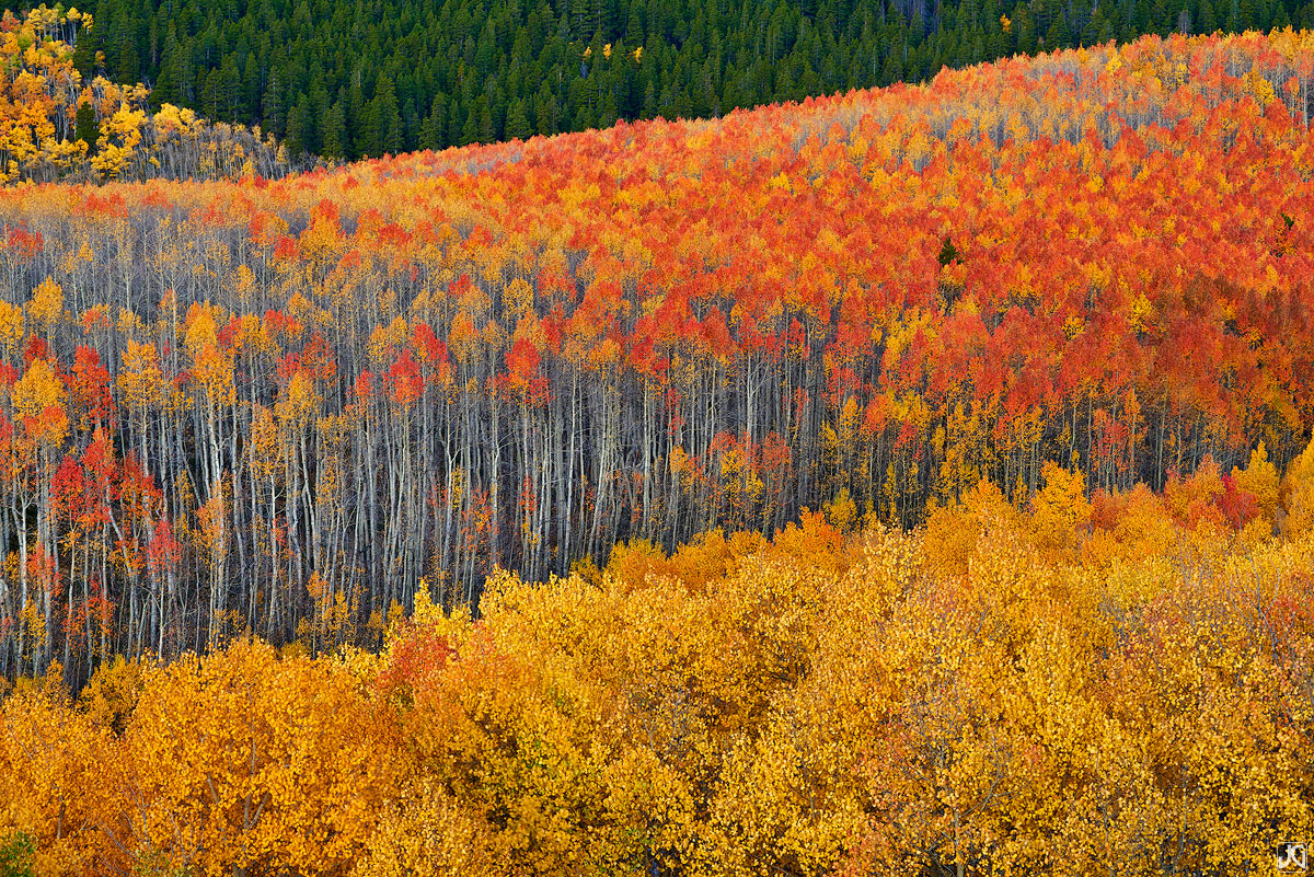 Aspen trees at their autumn peak flow upward through the scene.