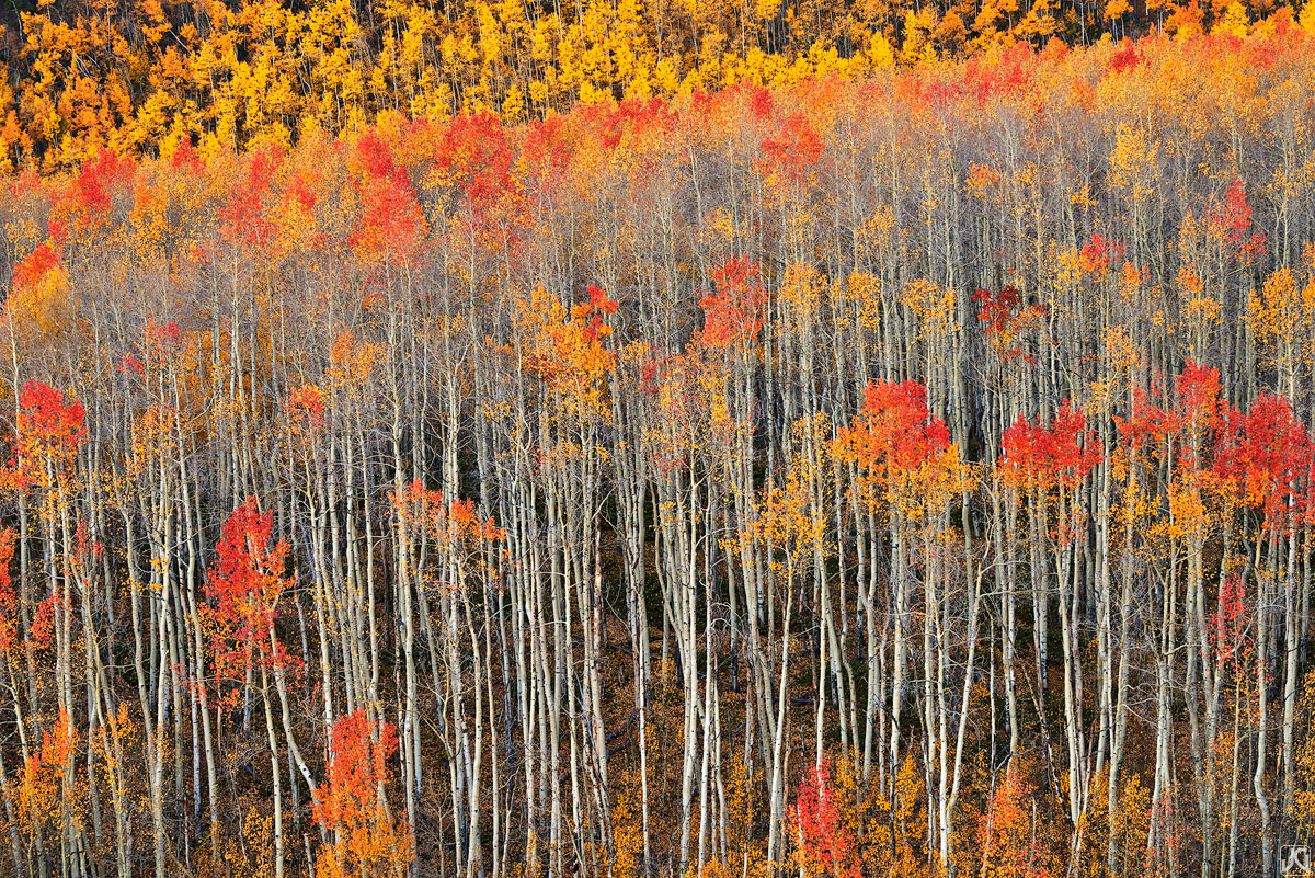 Sunrise lights up a quiet morning scene complete with aspen in their autumn glory.