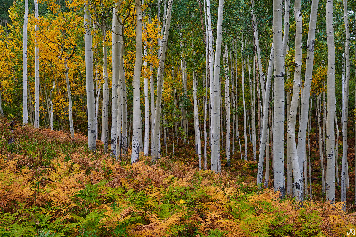 aspen, fall, autumn, Colorado